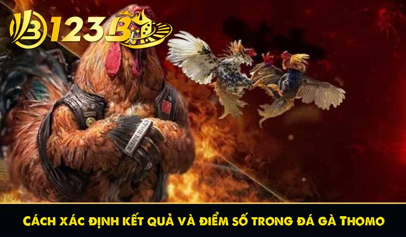 Cách xác định kết quả và điểm số trong đá gà Thomo