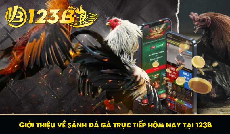 Đá Gà Trực Tiếp Hôm Nay | Xem Chọi Gà Miễn Phí Tại 123B 7 Giới thiệu về sảnh đá gà trực tiếp hôm nay tại 123B