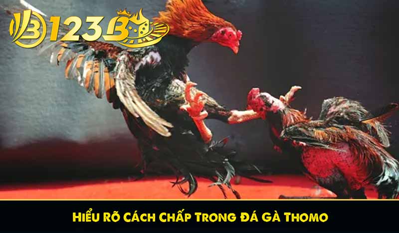 Hiểu Rõ Cách Chấp Trong Đá Gà Thomo