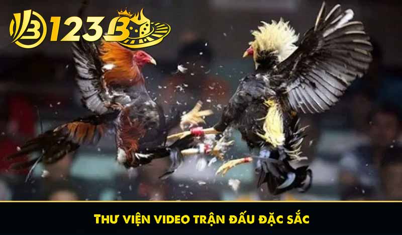 Đá Gà Trực Tiếp Hôm Nay | Xem Chọi Gà Miễn Phí Tại 123B 11 Thư viện video trận đấu đặc sắc