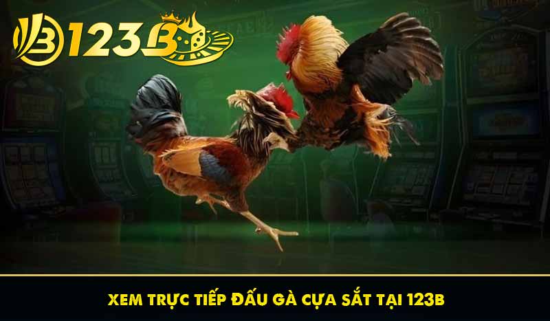 Đá Gà Trực Tiếp Hôm Nay | Xem Chọi Gà Miễn Phí Tại 123B 8 xem trực tiếp đấu gà cựa sắt tại 123b